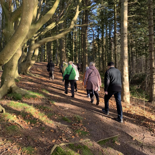 En gruppe mennesker, set fra ryggen, går gennem skoven i Thise Bakker i sen aften sol. Lyset spiller på stammerne.